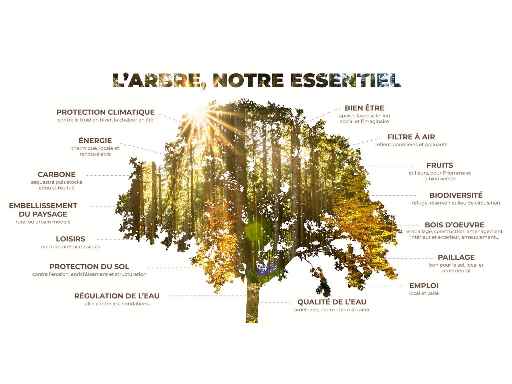 Arbre_notre_essentiel_2000x1500