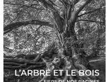 Couv Ouvrage L Arbre Et Le Bois Fiers De Nos Racines Bd