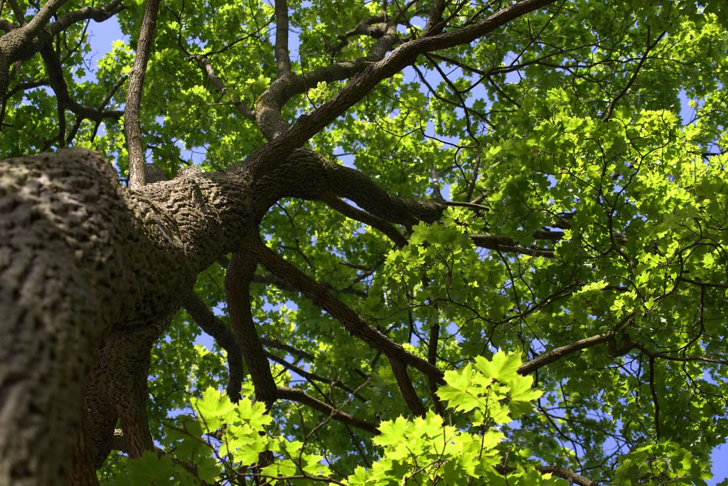 arbre feuillage vert