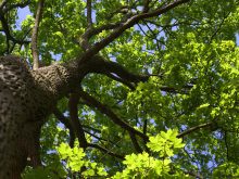 arbre feuillage vert