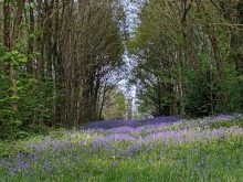 Photo Forêt Caradeuc Jif