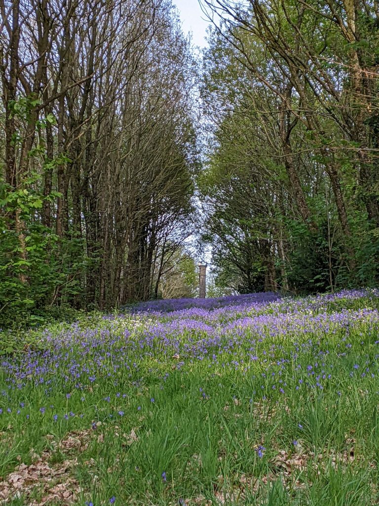 Photo Forêt Caradeuc Jif