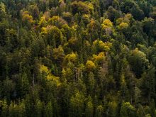 Prise De Vue En Grand Angle D Une Belle Foret Avec Des Arbres Aux Couleurs De L Automne