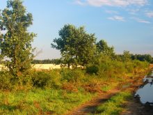 Paysage Tranquille Avec Des Arbres Et De Verdure