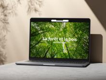 Mockup Ideo Foret Bois