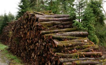 Point Presse Ressource et usages du bois 05/12/2025