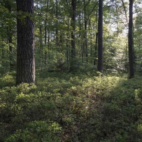 Cnpf Bretagne Bretagne - Pays De La Loire