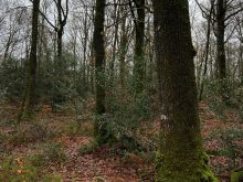Forêt Credit Fibois Bretagne Pascaline Lemasson