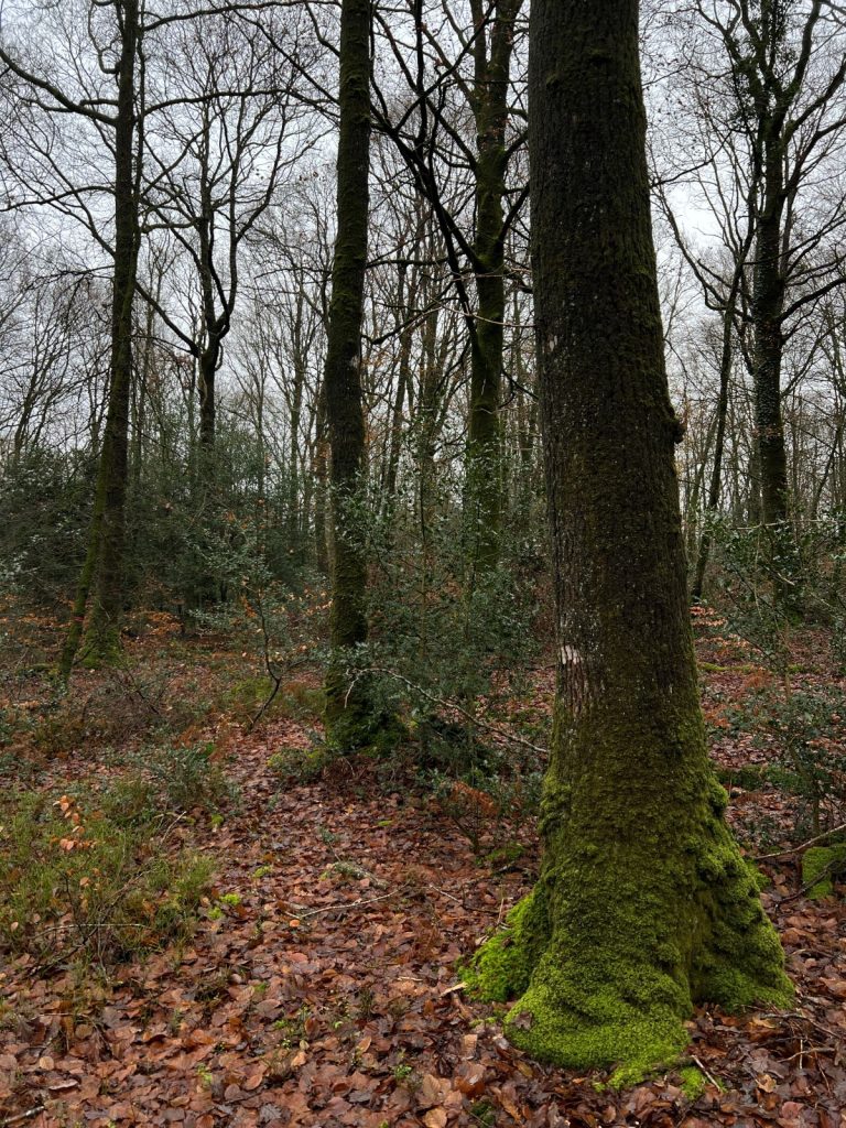 Forêt Credit Fibois Bretagne Pascaline Lemasson